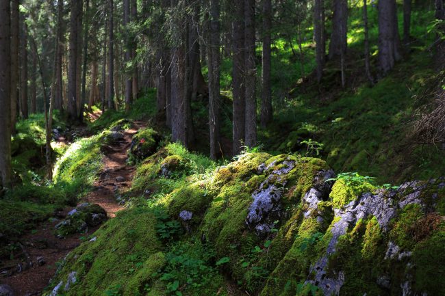 Warth-Wald_9401