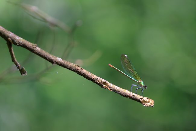 Bellinzago Novarese – Parco del Ticino_8948
