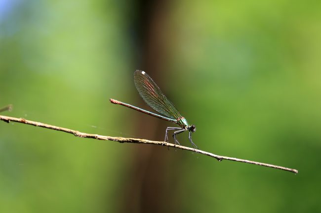 Bellinzago Novarese – Parco del Ticino_8955