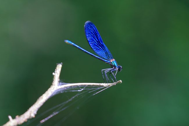 Bellinzago Novarese – Parco del Ticino_8961