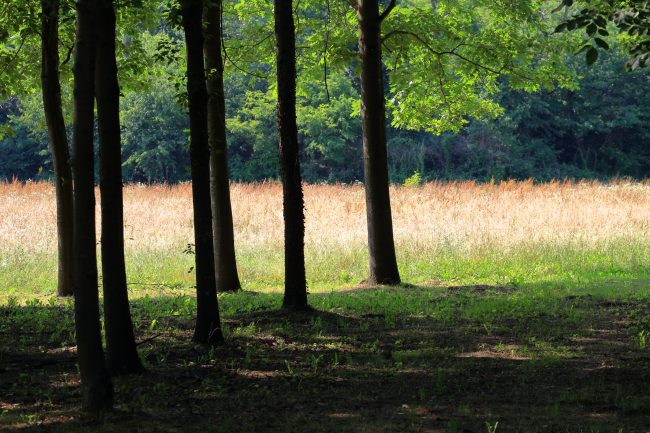 Bellinzago Novarese – Parco del Ticino_8973