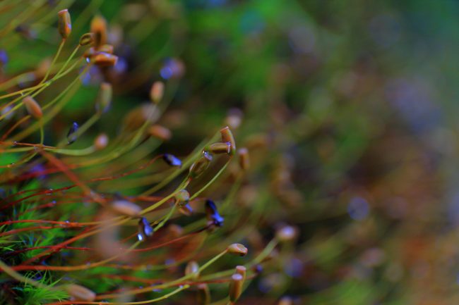 Garfrescha_6396
