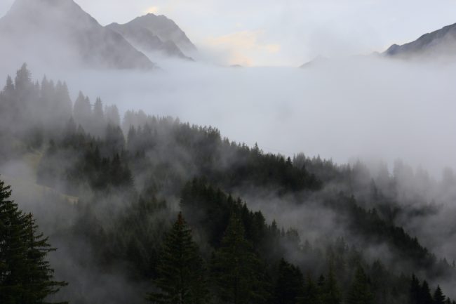Garfrescha_6567