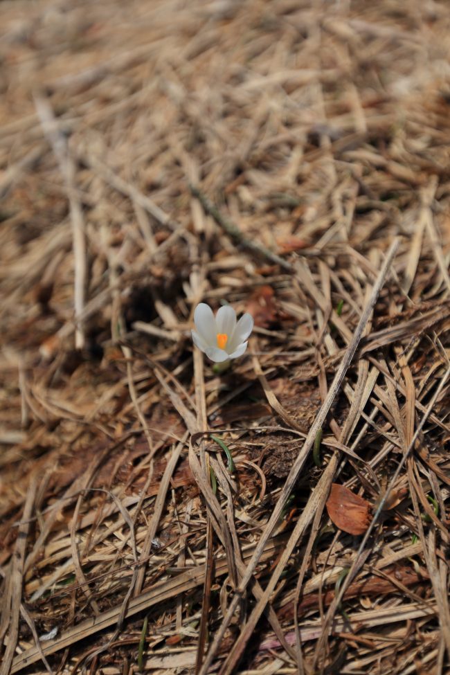 Lech-Spring-flower-in-Oberlech_4292