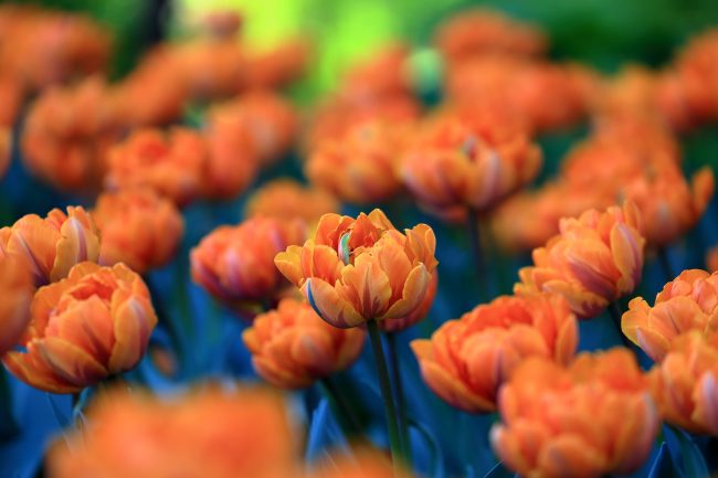 Pallanza – Tulips in Villa Taranto_4770