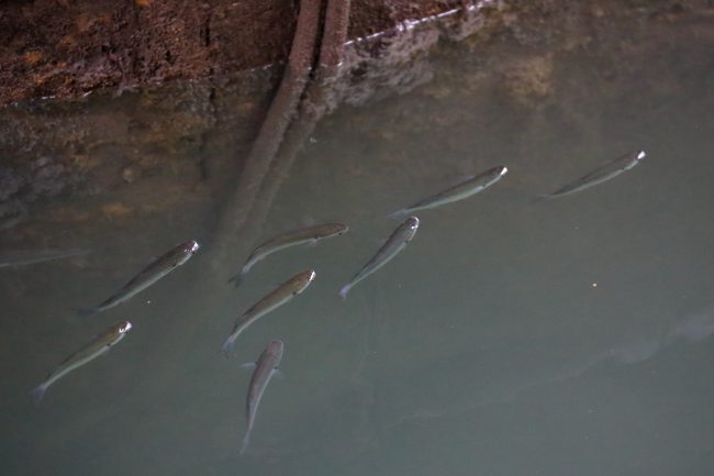 Venezia-Canal_2203