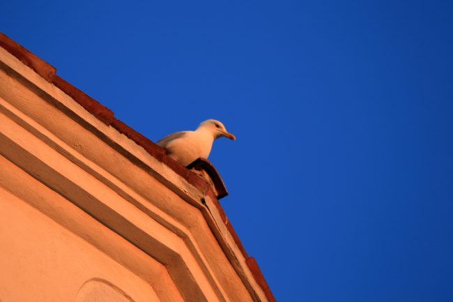 Venezia-Seagull-in-Fondamenta-de-la-Misericordia_3280