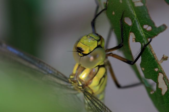 Segrate – Dragonfly_0998