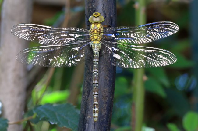Segrate – Dragonfly_1000