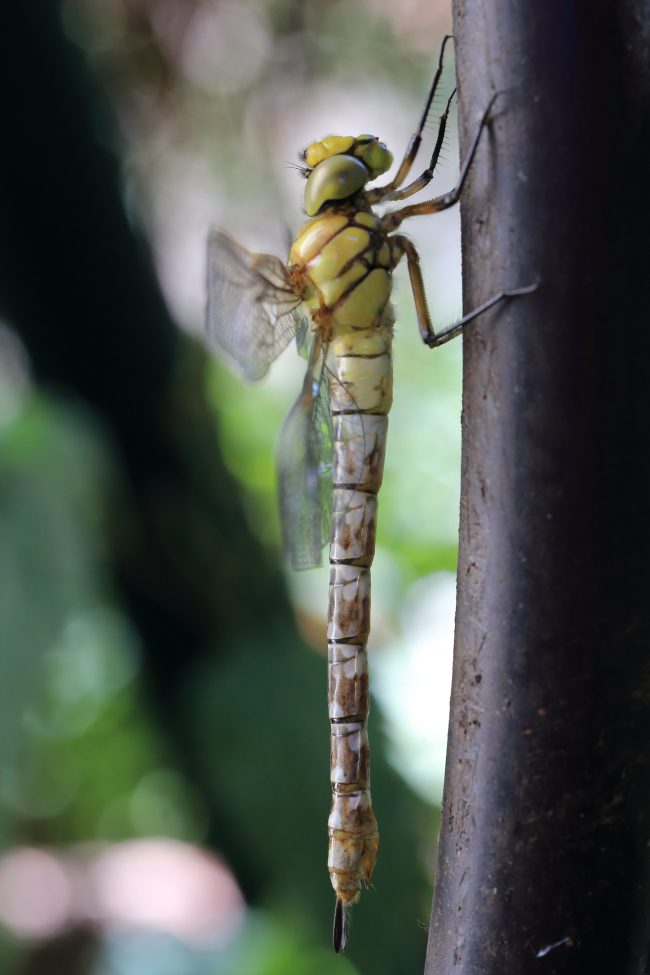 Segrate – Dragonfly_1008