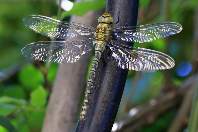 Segrate – Dragonfly_1015