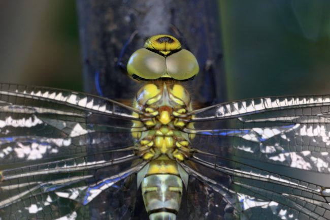 Segrate – Dragonfly_1016