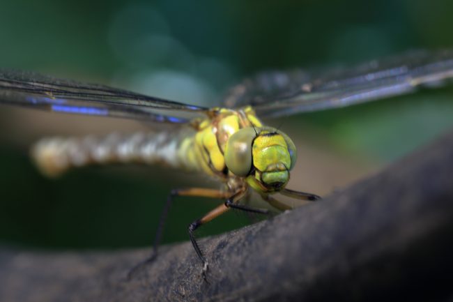 Segrate – Dragonfly_1031