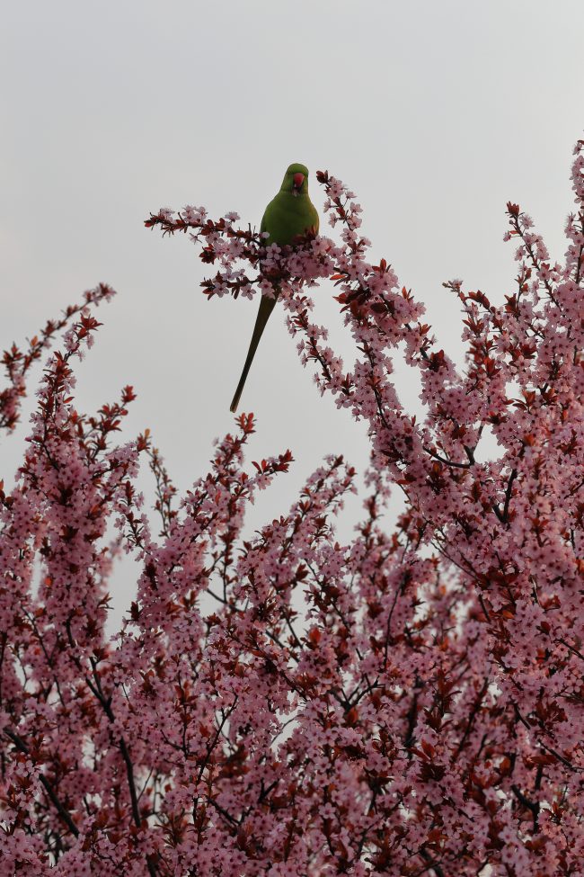 Segrate – Parrot on Prunus in bloom_4886