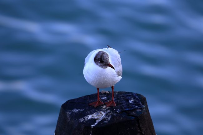 Venezia_0554