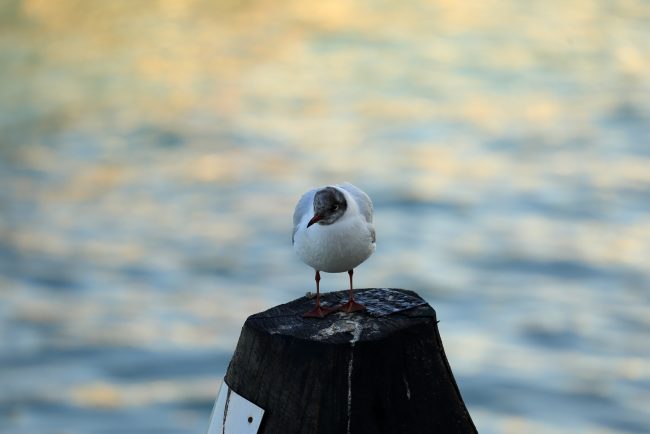 Venezia_0557
