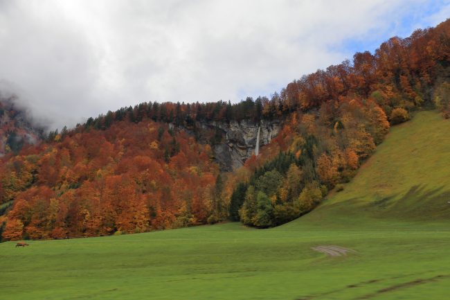 Bregenzerwald, autumn leaf color, foliage_5172