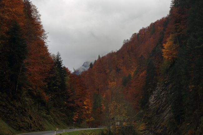 Bregenzerwald, autumn leaf color, foliage_5180