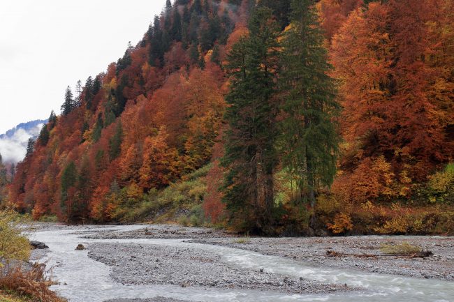 Bregenzerwald, autumn leaf color, foliage_5182