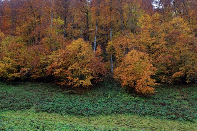 Bregenzerwald, autumn leaf color, foliage_5184