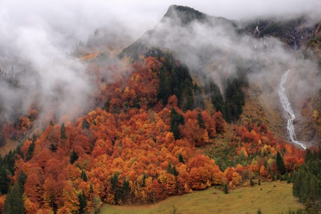 Bregenzerwald, autumn leaf color, foliage_5189
