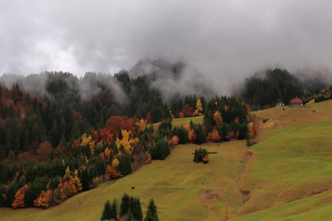 Bregenzerwald, autumn leaf color, foliage_5202