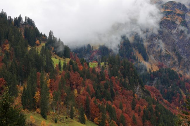 Bregenzerwald, autumn leaf color, foliage_5205