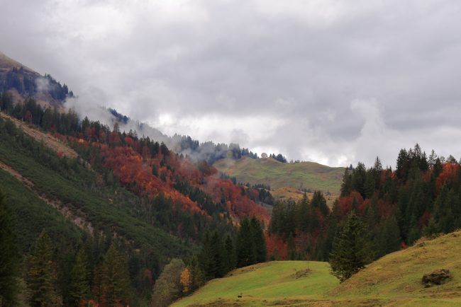 Bregenzerwald, autumn leaf color, foliage_5208