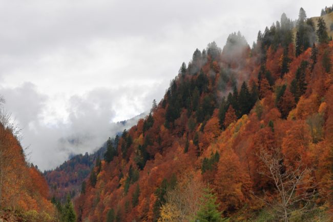 Bregenzerwald, autumn leaf color, foliage_5211
