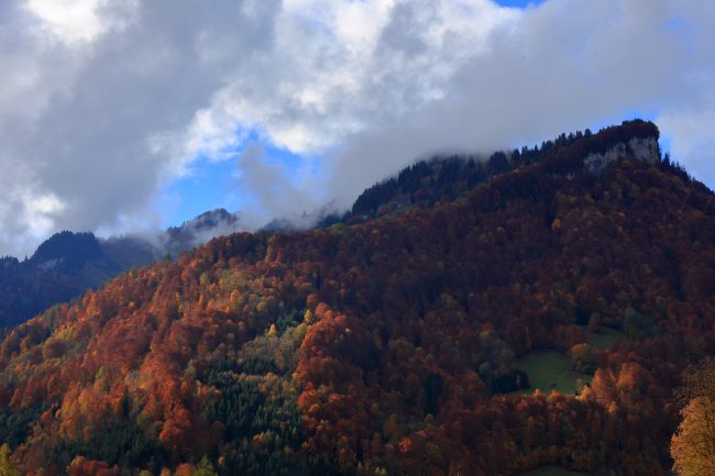 Bregenzerwald, autumn leaf color, foliage_5217