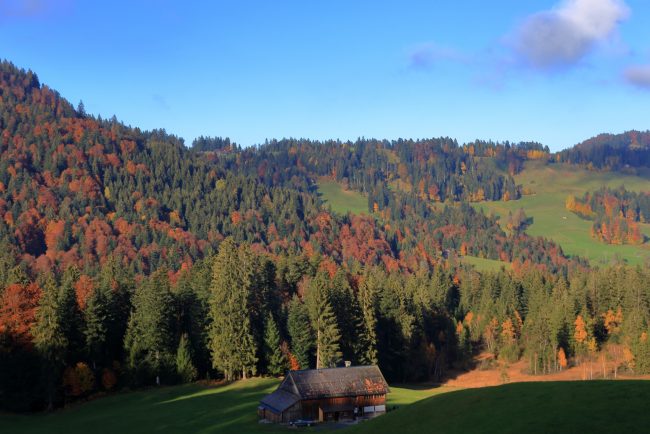 Bregenzerwald, autumn leaf color, foliage_5224